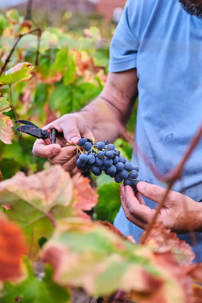 De la viña a tu copa: descubre los secretos de la viticultura y la vinificación